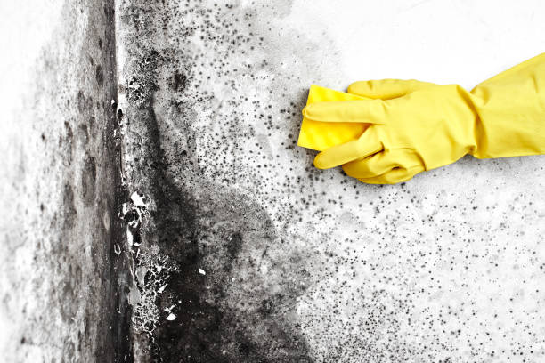 Best Comprehensive Air Testing for Mold Contaminants  in Shady Point, OK