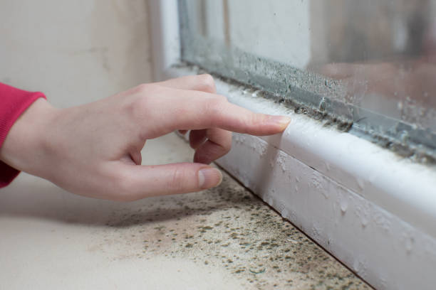 Best Water Damage & Mold Remediation  in Shady Point, OK
