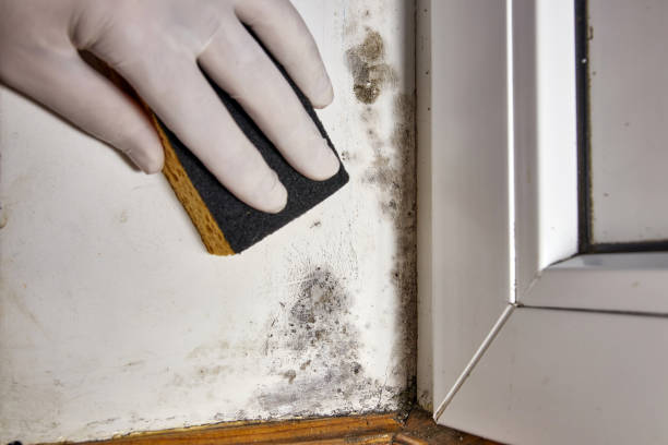 Best Biohazard Mold Removal  in Shady Point, OK